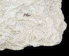 Polished Fossil Brittle Star Mortality Slab - California #56139-2